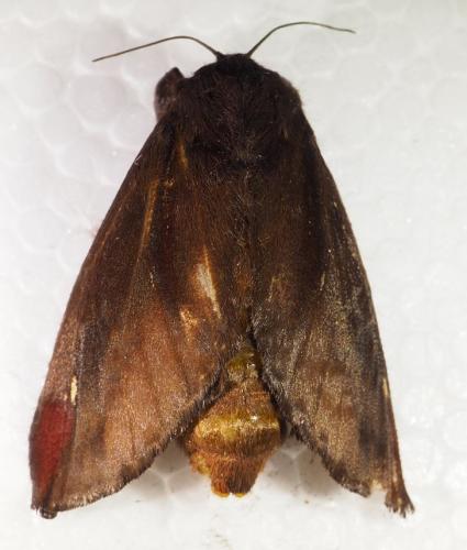 Acharia sp.